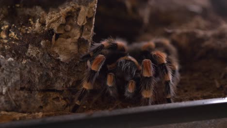 Tarantel-Spinne-Lasiodora-Parahybana-Vorderansicht-Essen-Cricket-Statisch