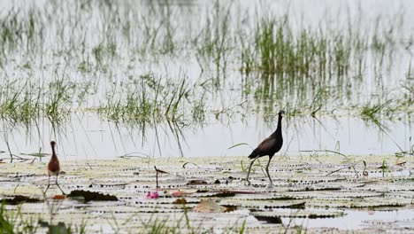 Madre-Mirando-Hacia-La-Derecha-Mientras-El-Pajarito-De-La-Izquierda-Mira-A-Su-Alrededor,-Jacana-Metopidius-Indicus-De-Alas-De-Bronce,-Tailandia