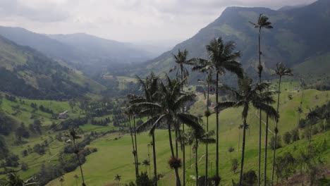 Wunderschöner-Panoramablick-Auf-Den-Nationalpark-Cocora-Valley-In-Kolumbien,-Große-Palmen