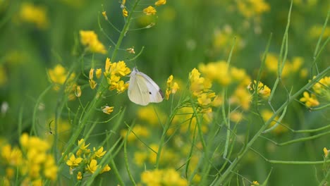 Beautiful-golden-yellow-rapeseed-flowers-swaying-in-the-summer-breeze-with-butterflies-fluttering-in-the-scene,-close-up-shot