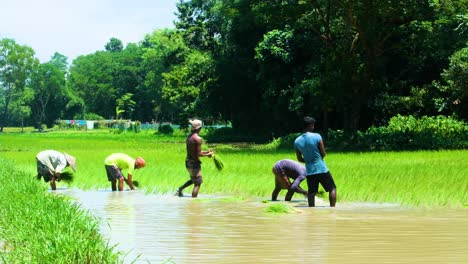 Farmers-planting-paddy-rice-into-underwater-agriculture-farm-by-hand-labour
