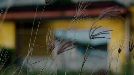 Slow-motion-of-grass-fields