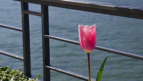 Primer-Plano-De-Una-Flor-De-Tulipán-De-Jardín-Con-El-Lago-Como-Como-Telón-De-Fondo-En-Bellagio,-Italia