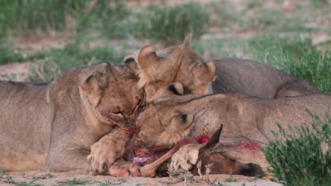 Wilde-Löwen-Kämpfen-In-Der-Afrikanischen-Savanne-Um-Nahrung