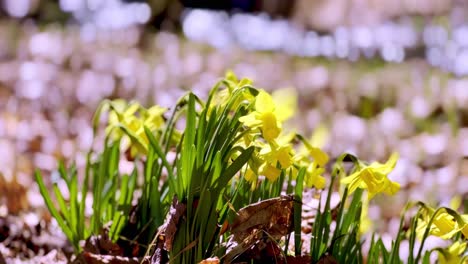 daffodils-bloom-in-spring-in-appalachian-mountains