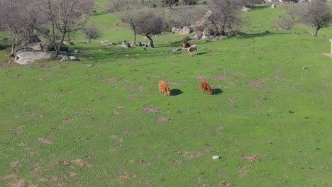 Vuelo-De-Drones-En-Una-Zona-De-Pastos-Verdes-Y-Rocas,-Algunas-Sin-Hojas-Con-Un-Grupo-Disperso-De-Vacas-De-Diferentes-Colores-Pastando-En-Una-Mañana-De-Invierno-En-Ávila-España,-El-Video-Está-En-Cámara-Lenta