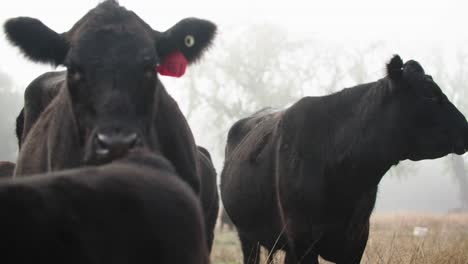 Filmischer-Blick-Auf-Black-Angus-Rinder-An-Einem-Nebligen-Morgen-An-Der-Zentralküste-Kaliforniens