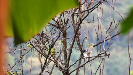 Flammenfarbener-Tanager-Springt-Auf-Getrocknete,-Blattlose-Büsche