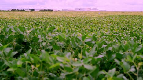 Soybean-plant-stands-tall-adorned-with-lush-leaves-that-flutter-in-wind