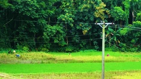 Farmers-cutting-harvesting-paddy-rice-by-hand-in-open-green-field-landscape