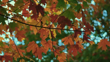 Ahorn-Baum-Herbst-Blätter