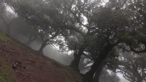 Tiro-Giratorio-Del-Bosque-De-Fanal-Bajo-Una-Tormenta-Ventosa,-La-Mágica-Isla-De-Madeira.