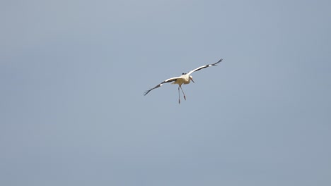 White-Stork-and-Red-Kite-Buzzard-in-flight