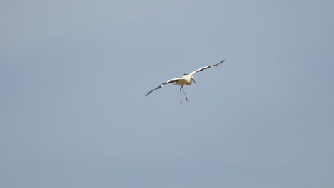 Weißstorch-Und-Rotmilan-Bussard-Im-Flug