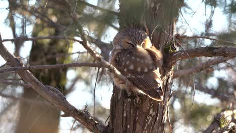 A-northern-saw-whet-owl-turns-and-buries-its-head-into-its-feathers-and-goes-to-sleep