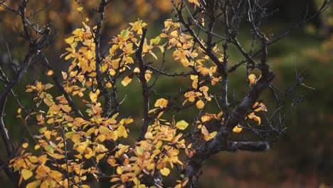 Colorful-yellow-leaves-on-the-black-twisted-branches-of-the-birch-tree-in-the-autumn-tundra