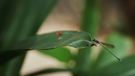 Close-up-of-dragonfly-landing-on-leaf-in-slow-motion