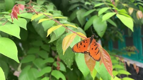 Schöner-Schmetterling-Auf-Grünem-Naturblatt-Im-Hof