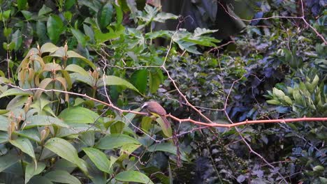 Pájaro-Tirano-Papamoscas-Posado-En-Pequeñas-Ramas-En-El-Bosque-Amazónico