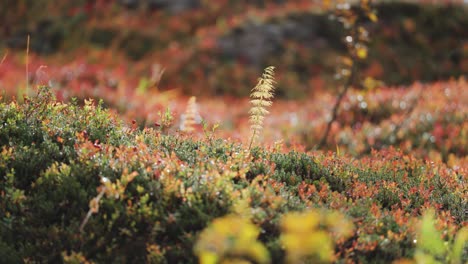 Zarte-Stängel-Von-Pferdegras-Ragen-über-Den-Weichen-Teppich-Der-Farbenfrohen-Herbstvegetation-In-Der-Norwegischen-Tundra