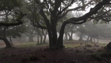 Slow-motion-shot-of-Fanal-forest-dreamy-scenery,-Madeira-Island