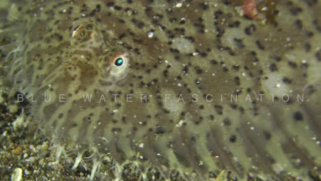 Flounder-super-close-up-on-volcanic-sand-in-the-Philippines