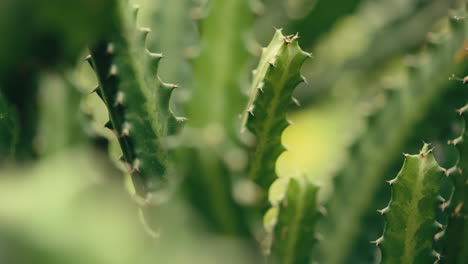 Toma-En-Cámara-Lenta-De-Cactus-Bajo-El-Sol