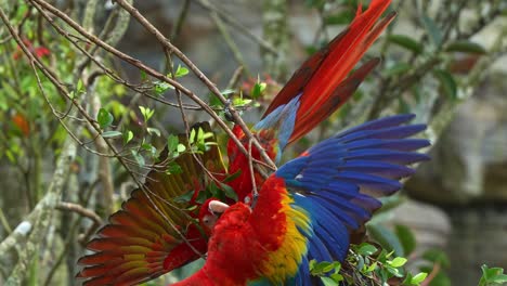 Dos-Guacamayas-Rojas-Colgando-Boca-Abajo,-Jugando-Peleas-O-Cortejando-Exhibiéndose-En-La-Rama-Del-árbol,-Extendiendo-Y-Batiendo-Sus-Alas,-Luchando-Con-El-Oponente,-Primer-Plano-De-Especies-De-Aves-Exóticas