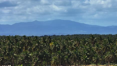 Exuberante-Bosque-De-Palmeras-En-La-Hermosa-Costa-Tropical-De-La-Bahía-De-Samaná.