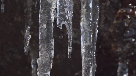 Icicles-are-melting,-resulting-in-water-drops-falling