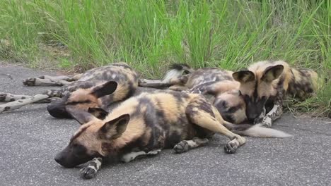 Rudel-Gefährdeter-Afrikanischer-Wildhunde-Ruht-Im-Wind-Am-Straßenrand