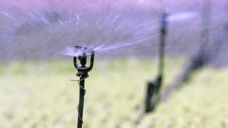 Sprinklers-rotate,-ensuring-water-distributed-uniformly-across-plants