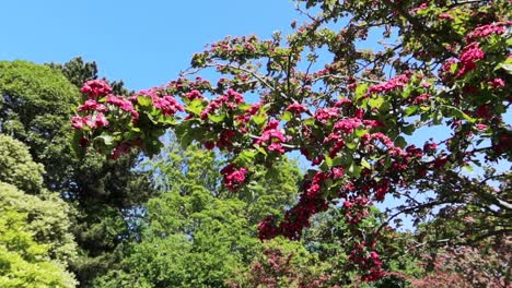 Wunderschöne-Rosa-Blüten-Und-üppige-Grüne-Bäume-Im-Saint-Stephens-Green-Park,-Dublin