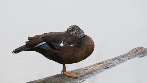Beak-inside-its-wing-while-looking-towards-the-camera-as-seen-resting-on-a-log-in-the-lake,-White-winged-Duck-Asarcornis-scutulata,-Thailand