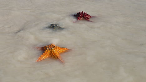 Three-starfish-on-shore-at-beautiful-beach-on-sunny-day,a-wave-overwhelms-the-three-starfish,-shot-at-30-fps