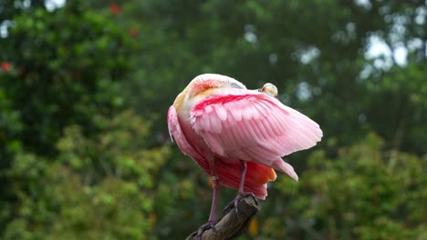 Exotic-wading-bird-species,-a-roseate-spoonbill,-platalea-ajaja-with-striking-pink-plumage,-perched-atop,-preening-and-grooming-its-feathers,-close-up-shot