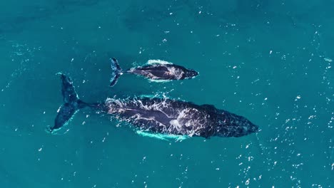 Top-down-birds'-eye-view-of-humpback-whale-mom-and-calf-pair-swimming-together