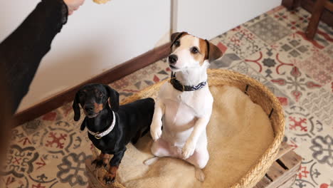 Jack-Russell-sitting-begging-with-Dachshund-in-cozy-bed-with-owner-offering-biscuit-treat