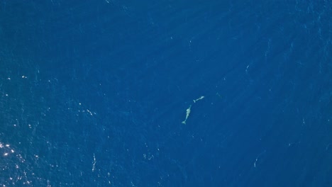Jubelnder-Baby-Delfin-Schwimmt-Voller-Energie-Um-Seine-Mutter-Im-Klaren-Blauen-Karibik