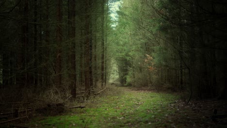Dense-canopy-of-the-creepy-dark-forest-blocking-out-most-of-the-light