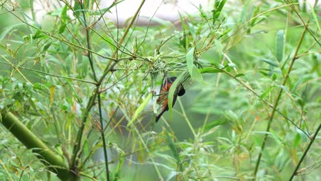 Male-chestnut-and-black-weaver,-ploceus-castaneofuscus-busy-building-and-constructing-an-intricate-nest-using-grass-and-reeds-on-a-windy-day-during-breeding-season-on-a-windy-day