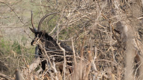 Rappenantilope-In-Der-Bewaldeten-Savanne-In-Südafrika