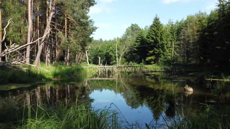 Umgestürzter-Zweig-Baum-Luftaufnahme-Dolly-Zur-Lagune-See-Landschaft-Wald