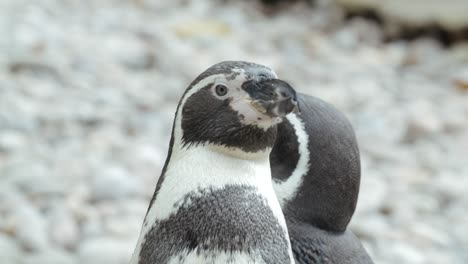 Close-Up-of-penguins-on-a-rocky-beach---Slow-motion