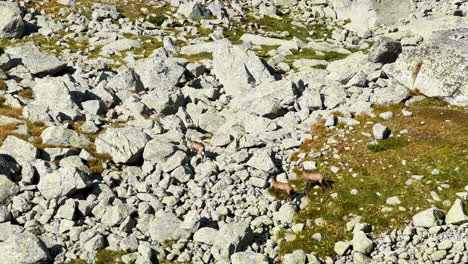 Three-large-mountain-goats-make-their-way-over-boulders-along-the-edge-of-a-European-mountain