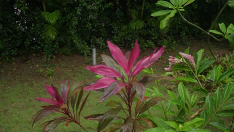 Dracaena-Mahatma-Pflanze-Und-Regentropfen-In-Tropischem-Gartenambiente,-Orbit-Ansicht
