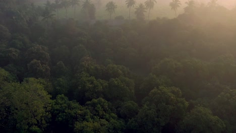 Vista-Aérea-De-Drones-Cámara-De-Drones-Avanzando-Grandes-Cocoteros-Y-Muchos-Campos-En-La-Parte-Posterior