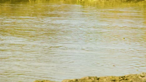 Euphlyctis-cyanophlyctis-Indian-skipper-frogs-skip-across-rippling-water-surface-in-Bangladesh-wetland