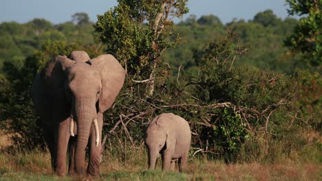 Madre-Y-Cría-De-Elefante-Africano-Comiendo-Hierba-En-La-Conservación-De-Ol-Pejeta-En-Kenia