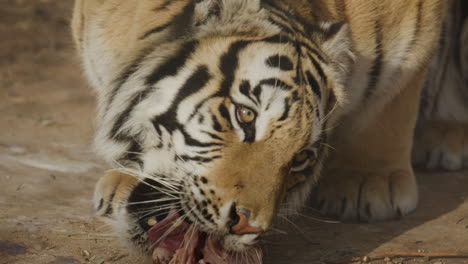 Enormous-tiger-eating-in-slow-motion